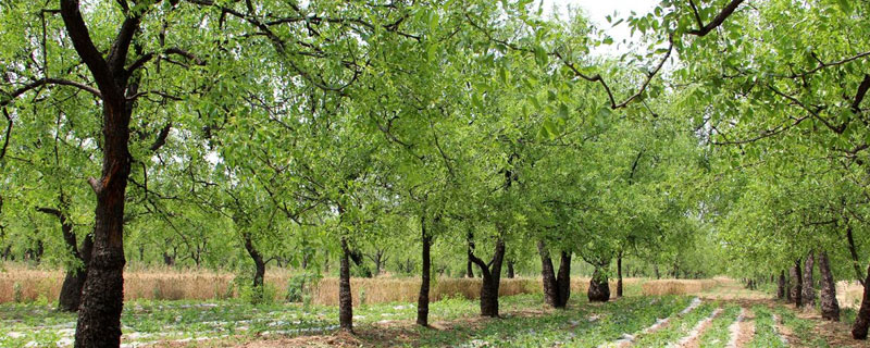 枣树特征和生活环境 枣树的生存环境