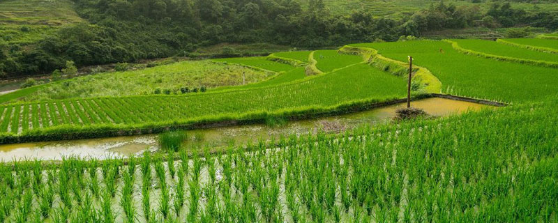 咯菌腈主要防治什么病（咯菌腈主要防治什么病i）