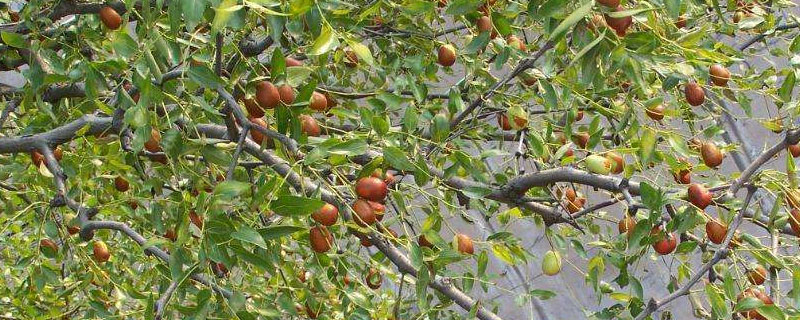 枣树能嫁接苹果树吗 枣树可以嫁接苹果吗