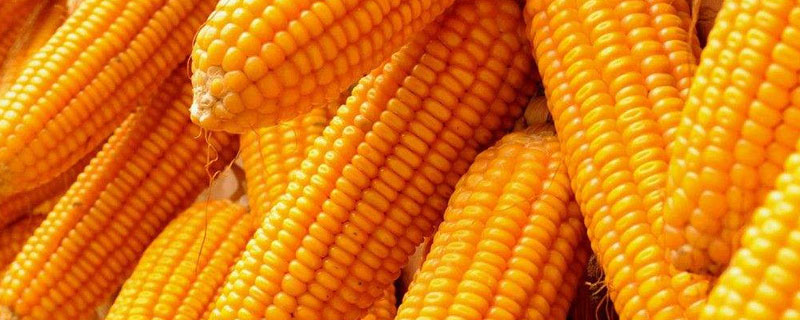 中农资204玉米种子介绍 东农258玉米种子