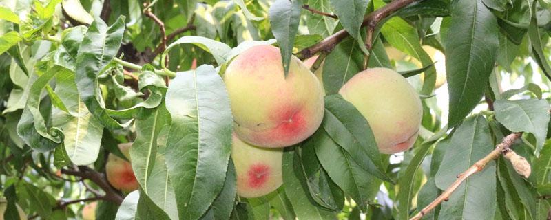 桃树纺锤型亩产多少 二年生纺锤形桃树怎样修剪