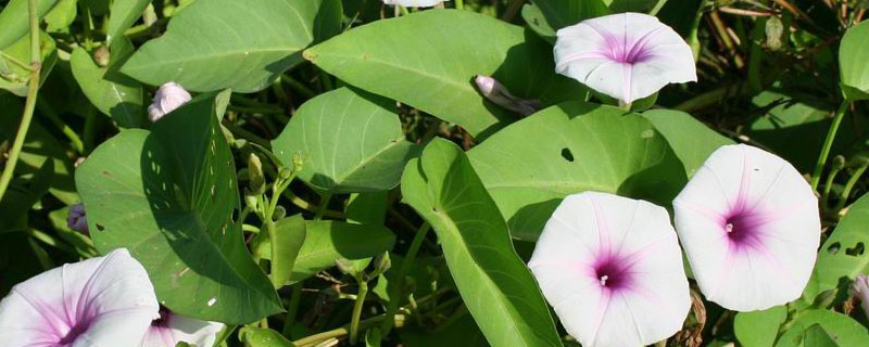 空心菜被除草剂喷着用什么农药解 空心菜怎么去除农药