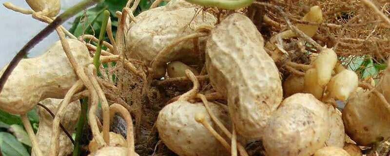 花生壳可以做肥料吗 花生壳可以做肥料吗?