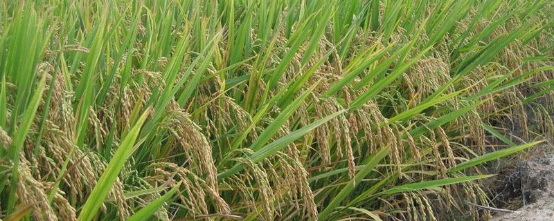 水稻恶苗病俗称什么 水稻恶苗病苗期的典型症状有哪些
