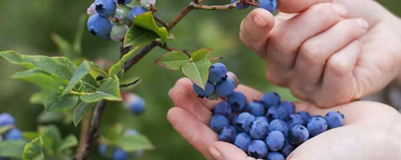 蓝莓盆栽的养殖方法 蓝莓养殖和种植方法