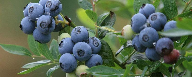 蓝莓天后品种介绍（蓝莓天后适合什么地区种植）