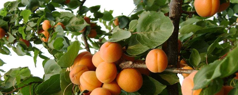 杏树和桃树能栽在一起吗（桃树和杏树可以嫁接到一起吗）