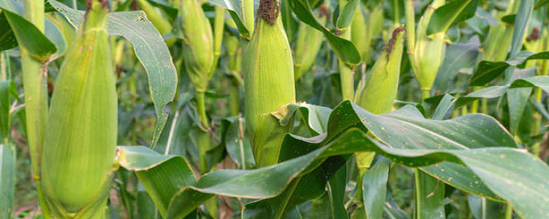 秋乐218玉米品种介绍 秋乐48玉米品种