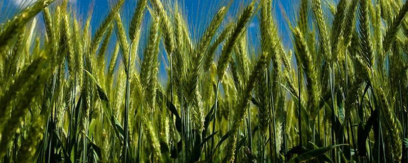 小麦每亩种多少斤种子（小麦一亩多少斤种子）