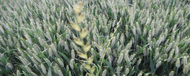 小麦底肥配比 小麦底肥施什么化肥好
