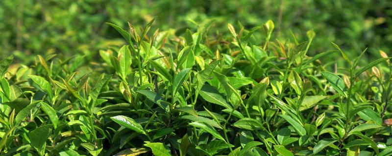 茶树白叶是什么原因 茶树叶发白是什么原因