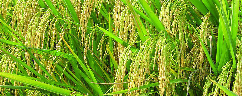 水稻矮缩病缺什么元素（水稻矮缩病是什么原因引起的?）