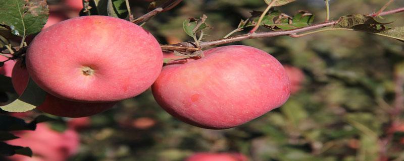阿克苏冰糖心苹果什么时候成熟 阿克苏的冰糖心苹果什么时候成熟