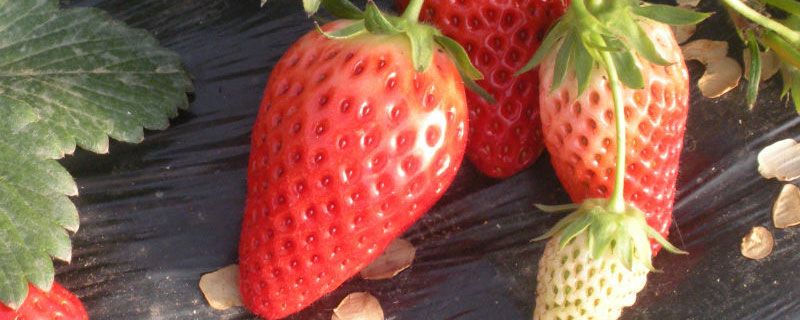 草莓冷冻苗是什么意思 草莓苗为什么要冷冻