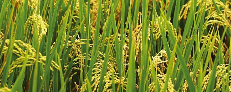 北坞公园水稻收割时间（北坞公园水稻成熟季节）