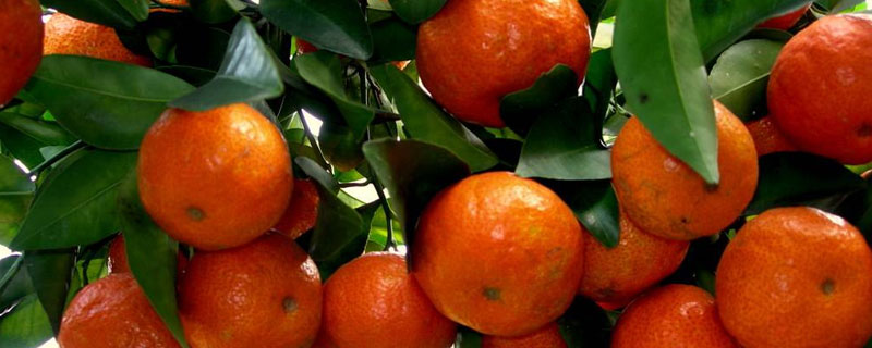 沙糖桔和砂糖橘的区别 砂糖橘与砂糖桔的区别