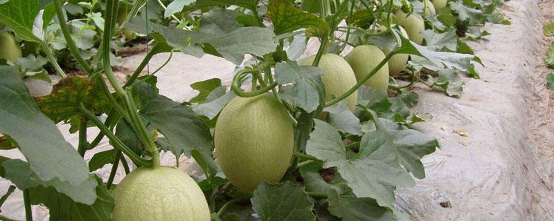 甜瓜博洋九的种植与管理 博洋9号甜瓜栽培技术