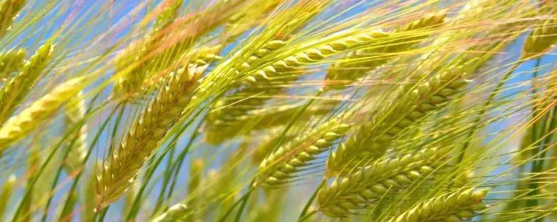 小麦和稻谷的区别（小麦和稻谷一样吗）
