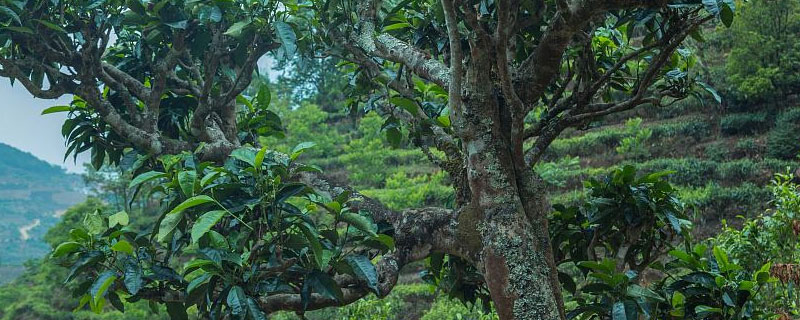 茶树种植纬度 茶树生长纬度