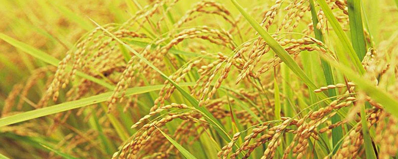 10月份收稻子还是麦子 10月收割的是麦子还是稻子
