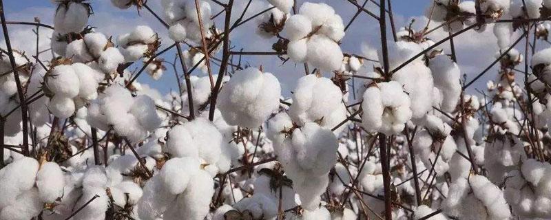 棉花原产地是哪个国家 棉花原产地在哪里