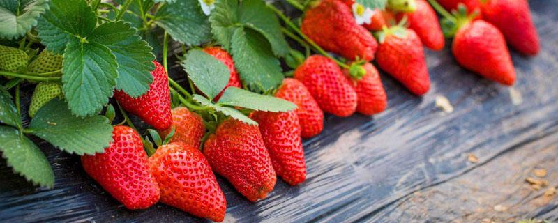 草莓打农药吗 大棚里的草莓打农药吗