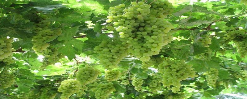 中国中原地区种植葡萄始于什么时候 中国中原地区种植葡萄始于哪里什么时候