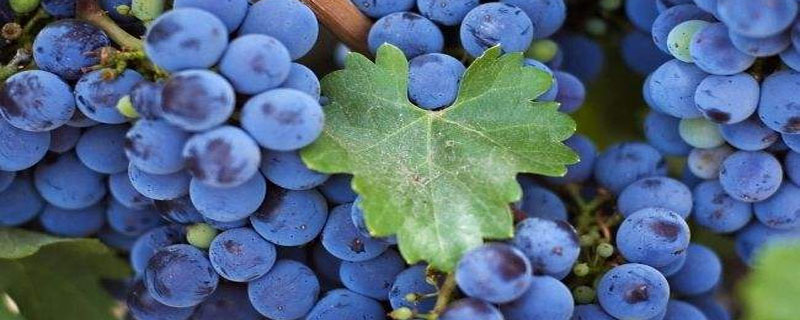 蓝莓莱克西和蓝丰有什么区别 蓝莓瑞卡与蓝丰