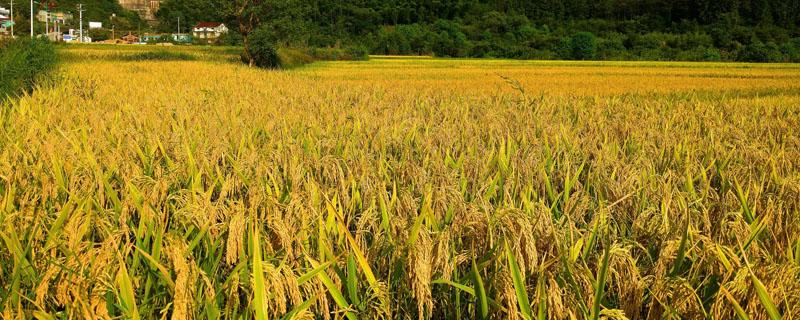 水稻底肥怎么配比 水稻底肥怎么配比合理