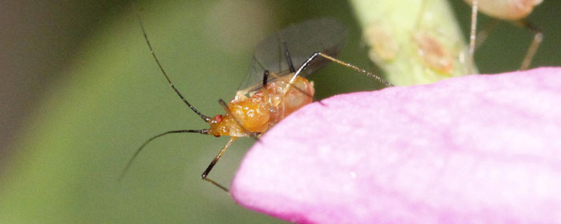 巧除小蜜虫土办法（去除小蜜虫方法）