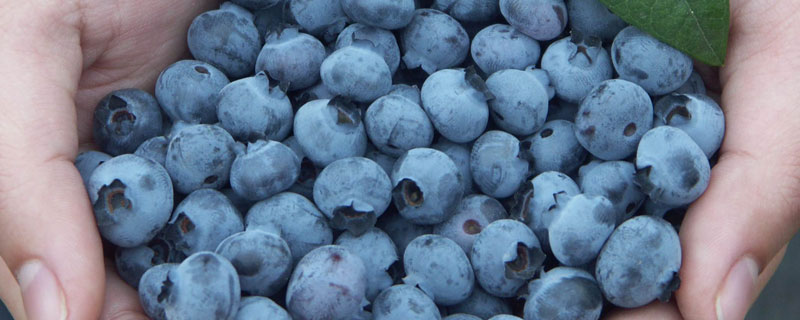 蓝莓怎么保存 蓝莓怎么保存 冷藏 还是冷冻