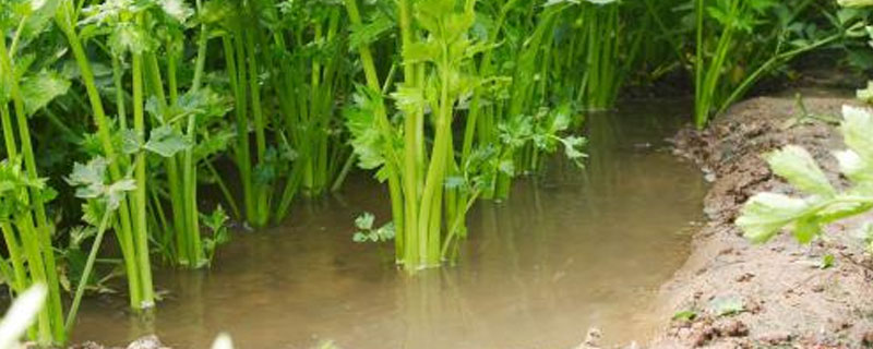 芹菜叶斑病特效药（芹菜叶斑用什么药好）