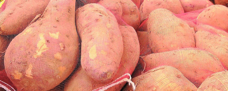 新品种红薯亩产超万斤（亩产万斤的红薯品种）