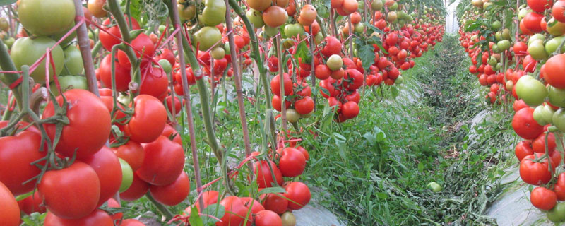 金鹏番茄新品种 金鹏番茄种子大全