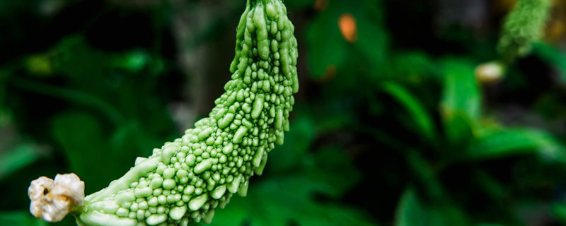 种植苦瓜用掐尖吗