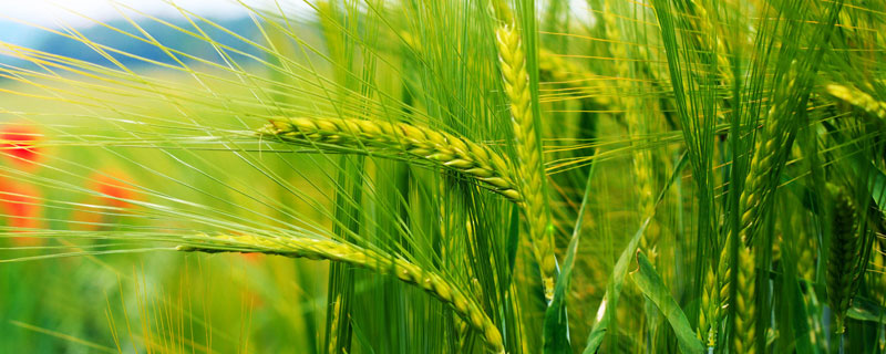 农支地保是小麦补贴吗 农支地保是不是小麦补贴