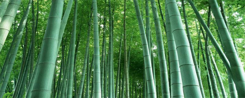 宜宾打造竹都有利条件 宜宾市竹产业发展文件