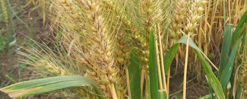 干热风对小麦危害的关键时期是 干热风对小麦危害的关键时期是 (单选题