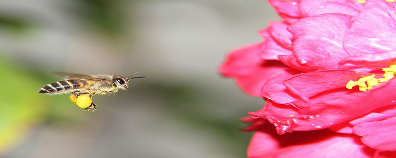 蜜蜂中毒阿托品用量 蜜蜂农药中毒阿托品用量
