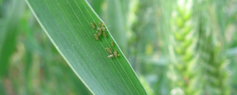 甲拌磷主治什么（甲拌磷主治什么棉花害虫）