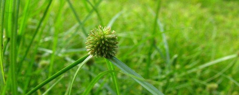 红薯地香附子除草剂 辣椒地香附子专用除草剂