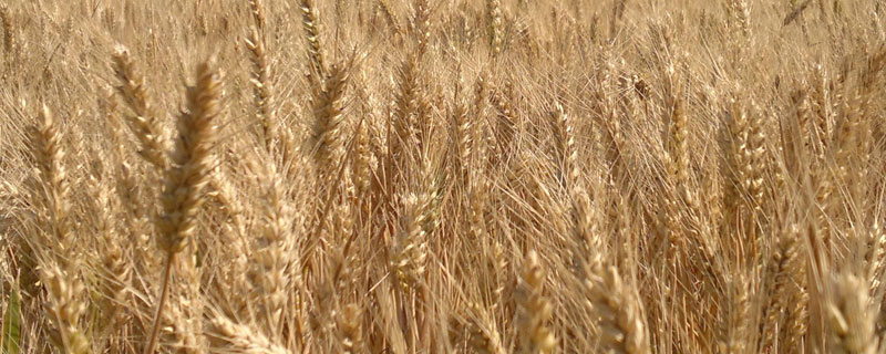 小麦的主要病害是什么 小麦的主要病虫害有哪些