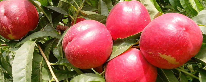 中油18号油桃品种介绍 中油24号油桃品种介绍桃子的品种