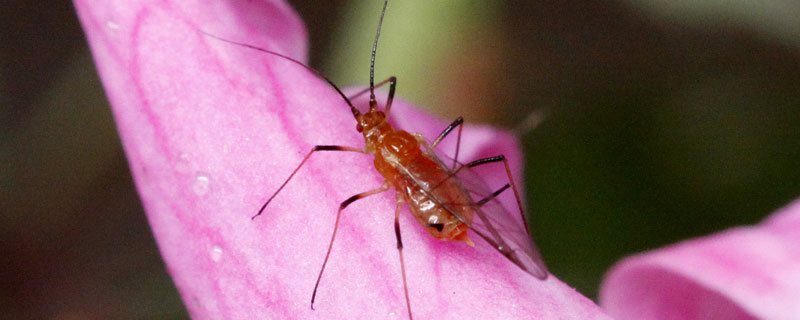 正打反死的蚜虫药 正打反死的蚜虫药价格