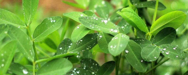 花生苗后除草剂什么时候打 花生苗前除草剂什么时候打