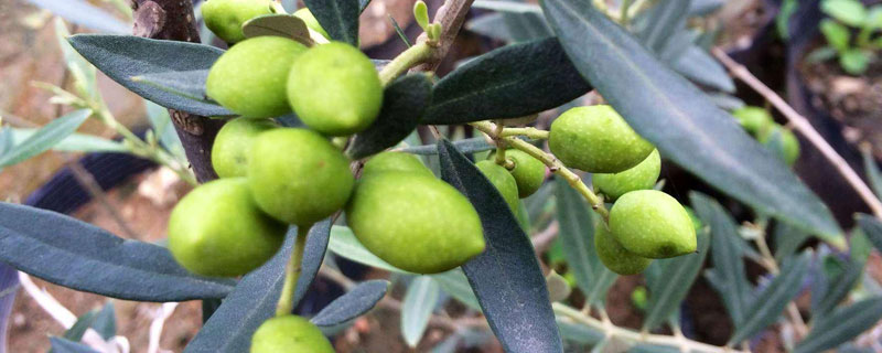 油橄榄适宜种植在哪里（油橄榄适合我国哪个地方种植）