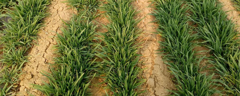 春季小麦追肥用多少 春季小麦追肥用多少尿素