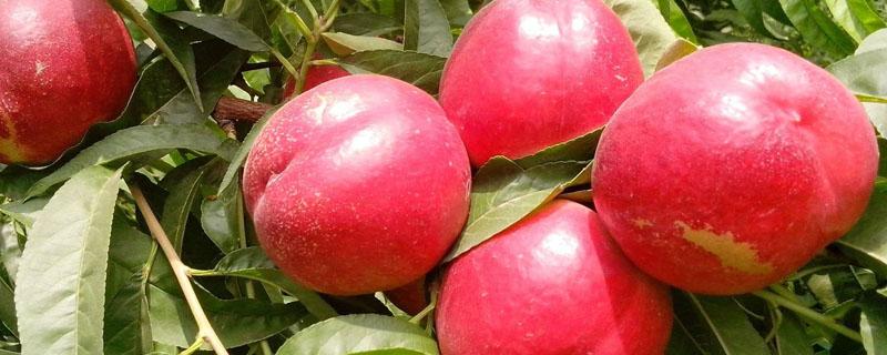 中油二十油桃品种介绍 中油24号油桃品种介绍桃子的品种