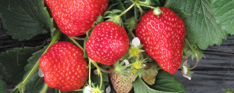 草莓花芽分化用什么药 草莓花芽分化剂