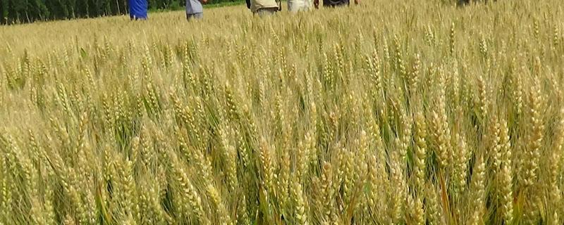 禾丰三号小麦亩产多少 禾丰3号小麦种子